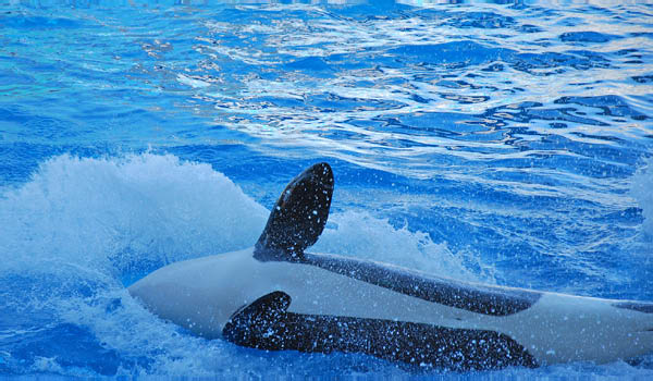 Sea World 63