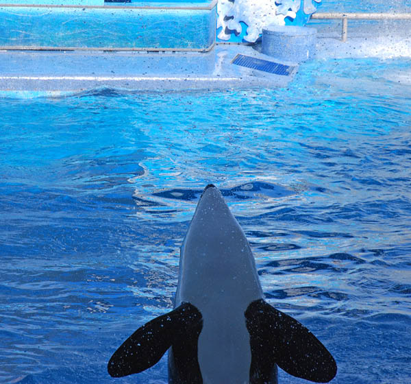 Sea World 64