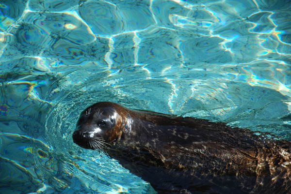Sea World 66