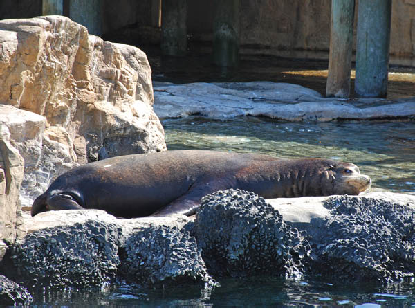 Sea World 68