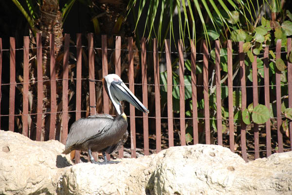 Sea World 79