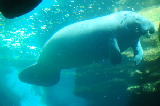 Sea World 35
