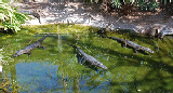 Sea World 37