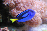 Sea World 49