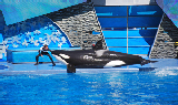 Sea World 53