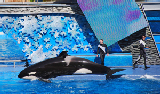 Sea World 54