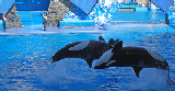 Sea World 55