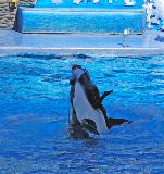 Sea World 59