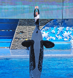 Sea World 60