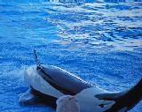 Sea World 62