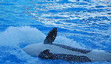 Sea World 63