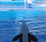 Sea World 64
