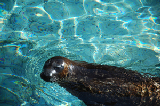 Sea World 66