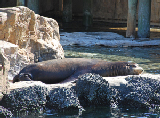 Sea World 68