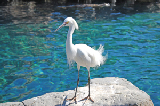 Sea World 69