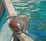 Sea World 70