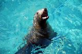 Sea World 73