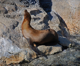 Sea World 74