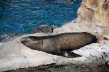 Sea World 75