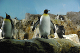 Sea World 76