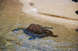 Sea World 78