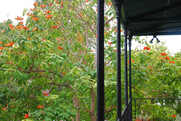 Hemingway home 5