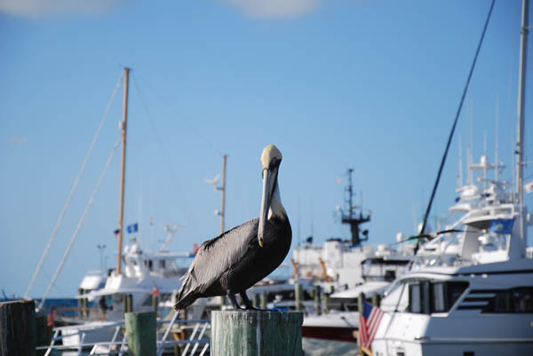 Key West 24