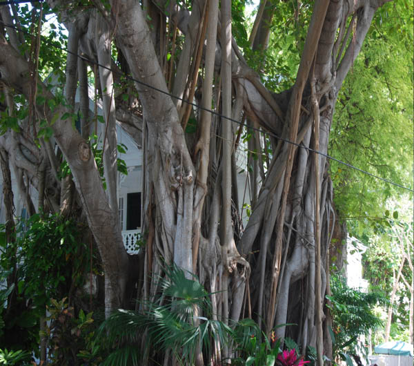 Key West 66
