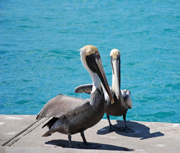 Key West 8