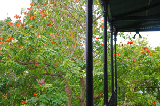 Hemingway home 5