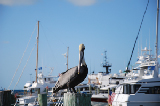 Key West 24