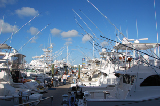 Key West 31