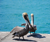 Key West 8