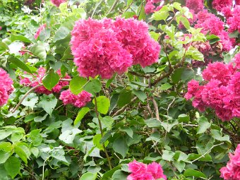 DSCN1117.JPG