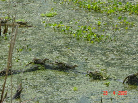 Brazos bend 1
