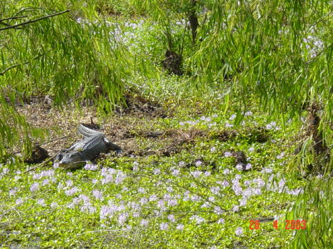 Brazos bend 3