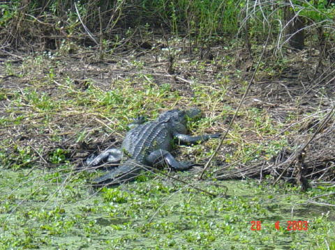 Brazos bend 4