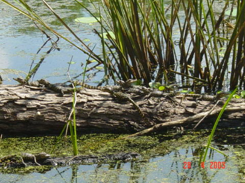 Brazos bend 5