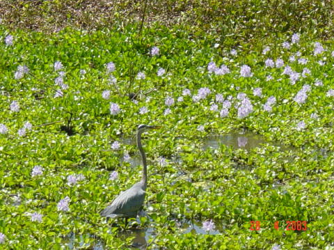 Brazos bend 6