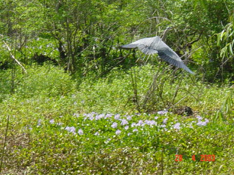 Brazos bend 7