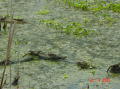 Brazos bend 1