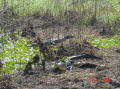 Brazos bend 2