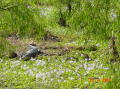 Brazos bend 3