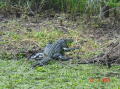 Brazos bend 4