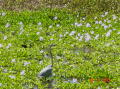 Brazos bend 6