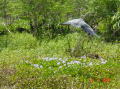 Brazos bend 7