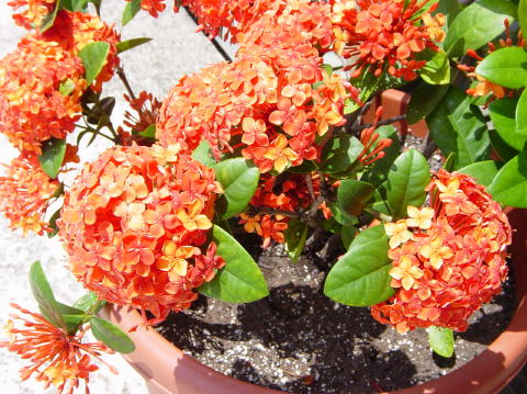 Jardin 2
