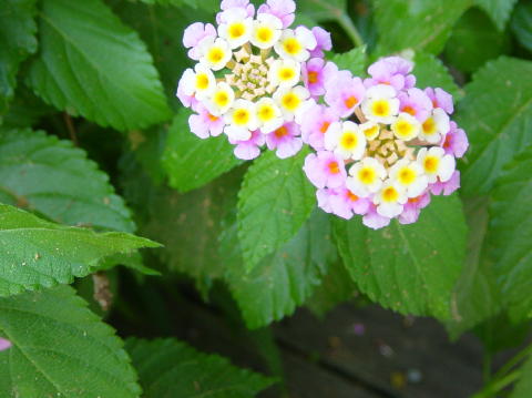 Jardin 3