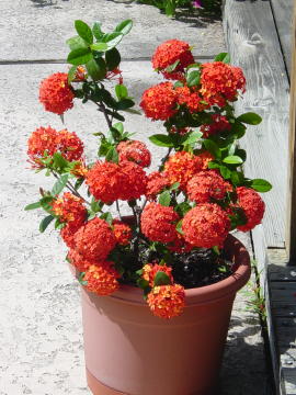 Jardin 5