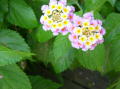 Jardin 3
